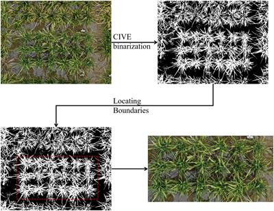 High-throughput UAV-based rice panicle detection and genetic mapping of heading-date-related traits